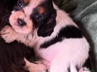 Cockalier dogs Beautiful, health tested cockalier puppies. - Advert 10