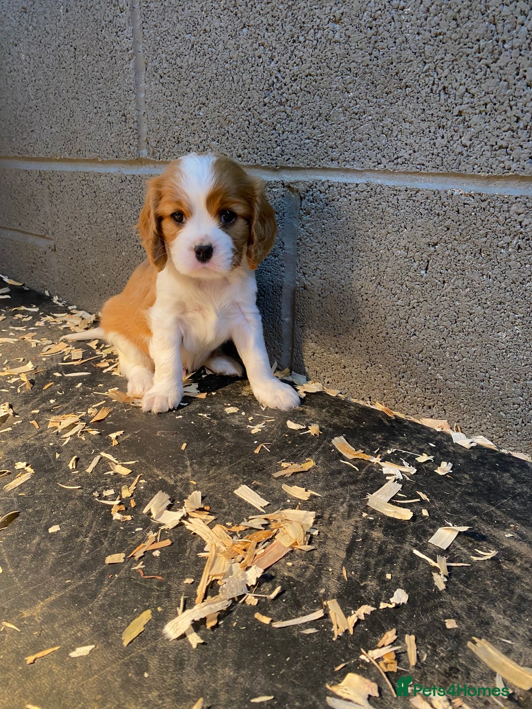 Cavalier King Charles Spaniel dogs for sale: 🐶🐶 Beautiful Cavalier King Charles Spaniel pupps - Advert 16