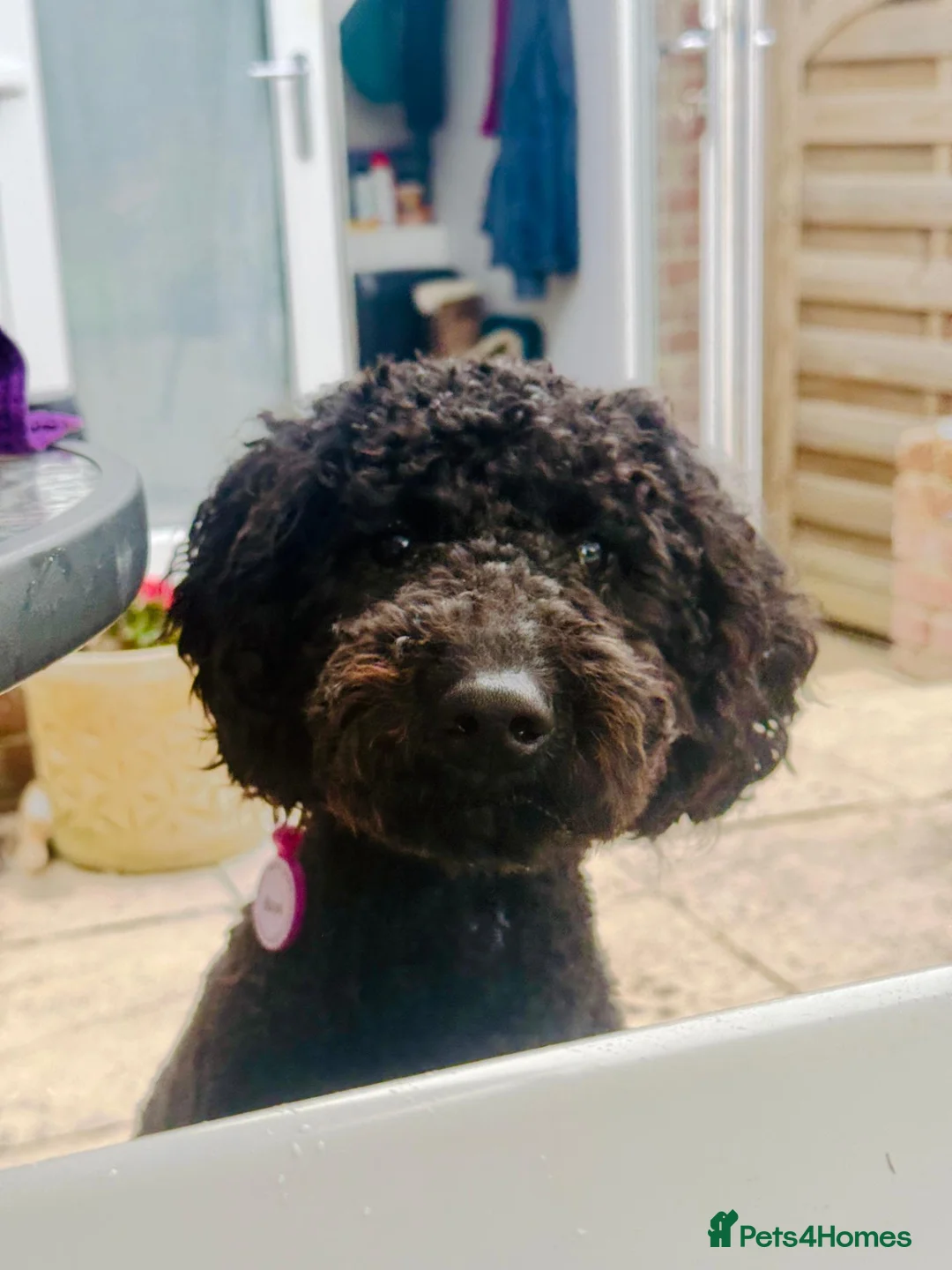 Poodle dogs for sale: Happy and loving standard poodle girl - Advert 2