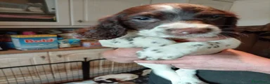 English Springer Spaniel blue