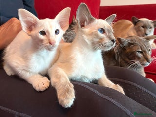Siamese cats - Advert 14