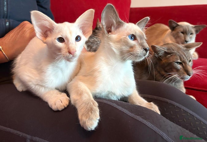Siamese cats - Advert 2