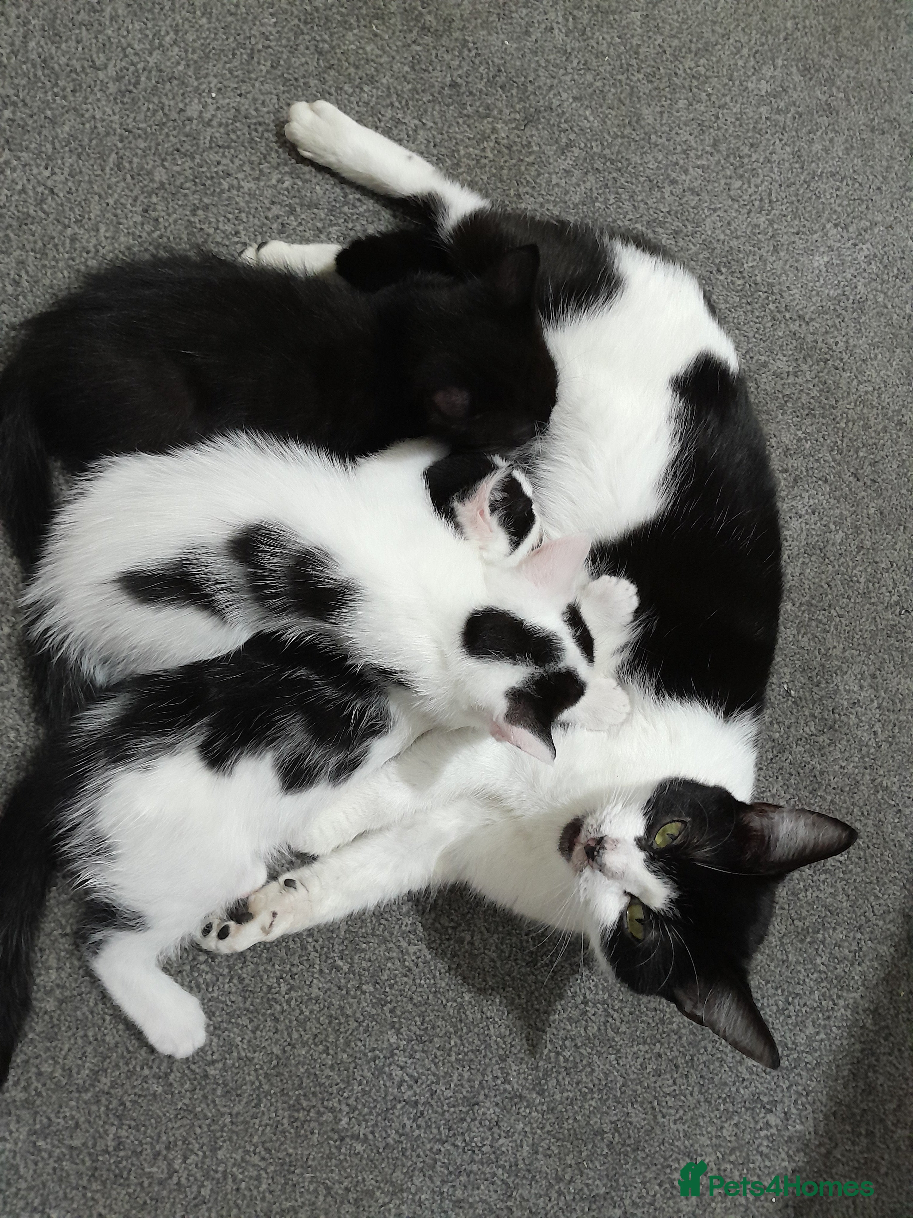 Mixed Breed cats Kitten - Advert 1