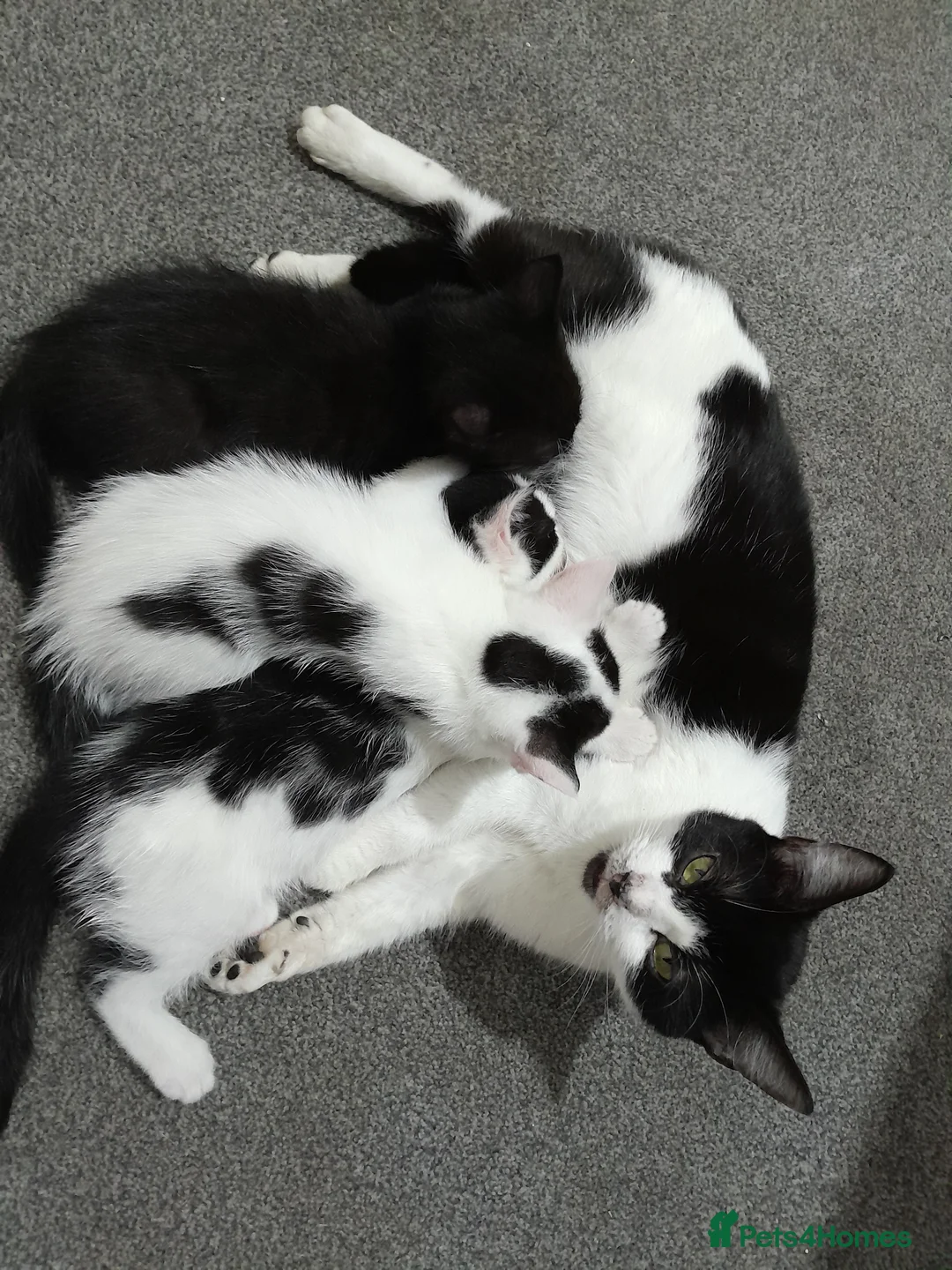 Mixed Breed cats for sale: Kitten - Advert 1