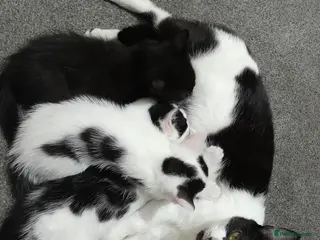 Mixed Breed cats Kitten - Advert 1