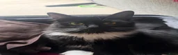 Mixed Breed cats for sale: Our beautiful Mochi 🐾🤍 - Advert 2