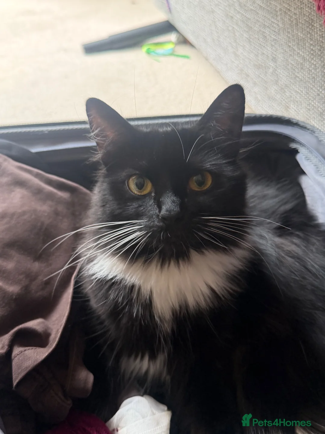 Mixed Breed cats for sale: Our beautiful Mochi 🐾🤍 - Advert 2