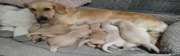 Golden Retriever dogs for sale: PEDIGREE GOLDEN RETRIEVERS  - Advert 9