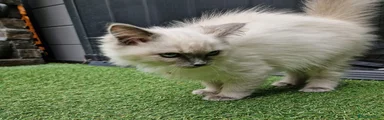Blue colourpoint boy
