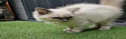 Ragdoll cats for sale: GCCF Registered Ragdoll Kittens  - Advert 12