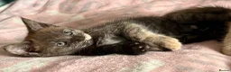 Maine Coon cats for sale: Maine Coon Cross Kittens - Advert 17