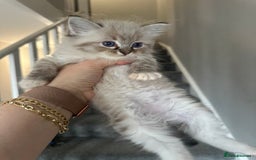 Ragdoll cats for sale: Ragdoll kittens - Image 3