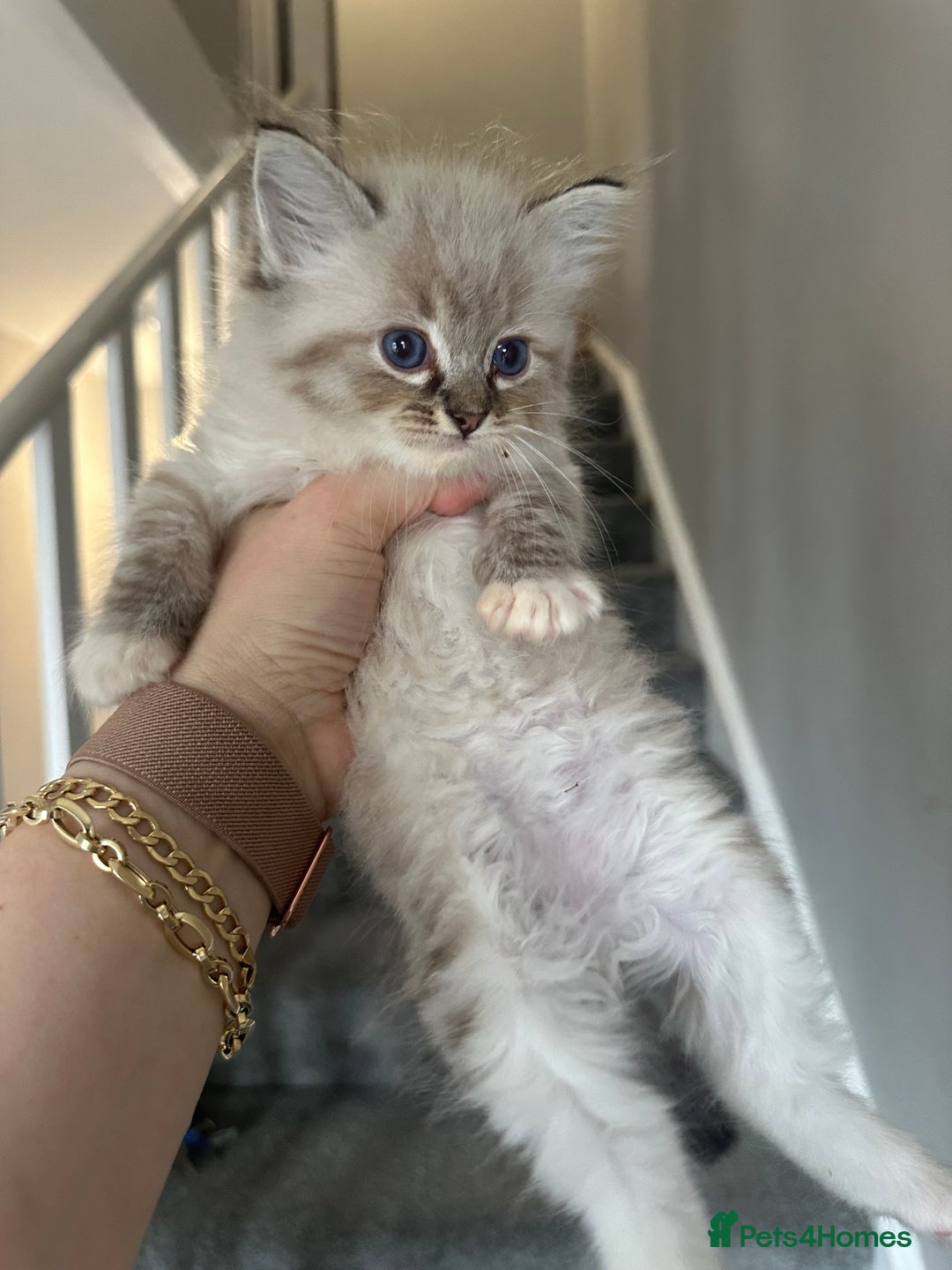Ragdoll cats for sale: Ragdoll kittens - Image 3
