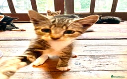 British Shorthair cats for sale: Loving kittens looking for a loving home - Image 3