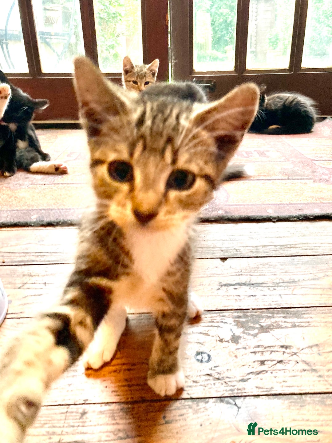 British Shorthair cats for sale: Loving kittens looking for a loving home - Image 3