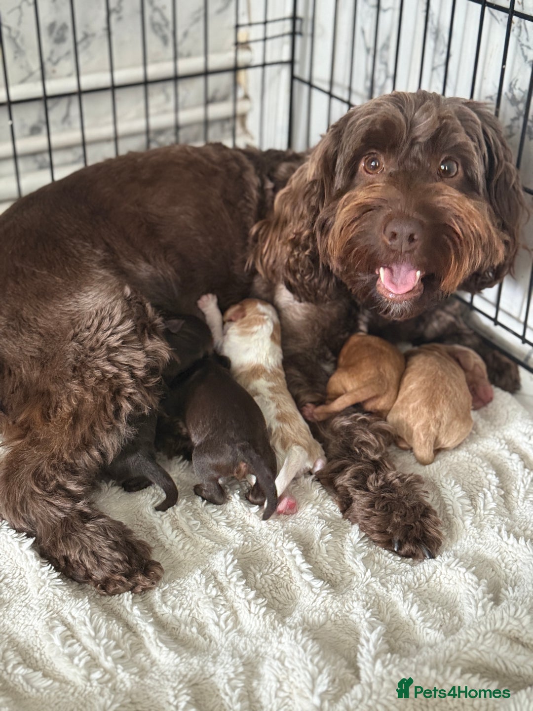Cockapoo dogs for sale: 🐾3 girls 2 boys available🐾 - Image 10