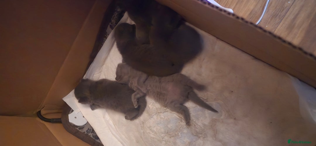 British Shorthair cats for sale: Adorable British Shorthairs. Ready 29/12. - Advert 10