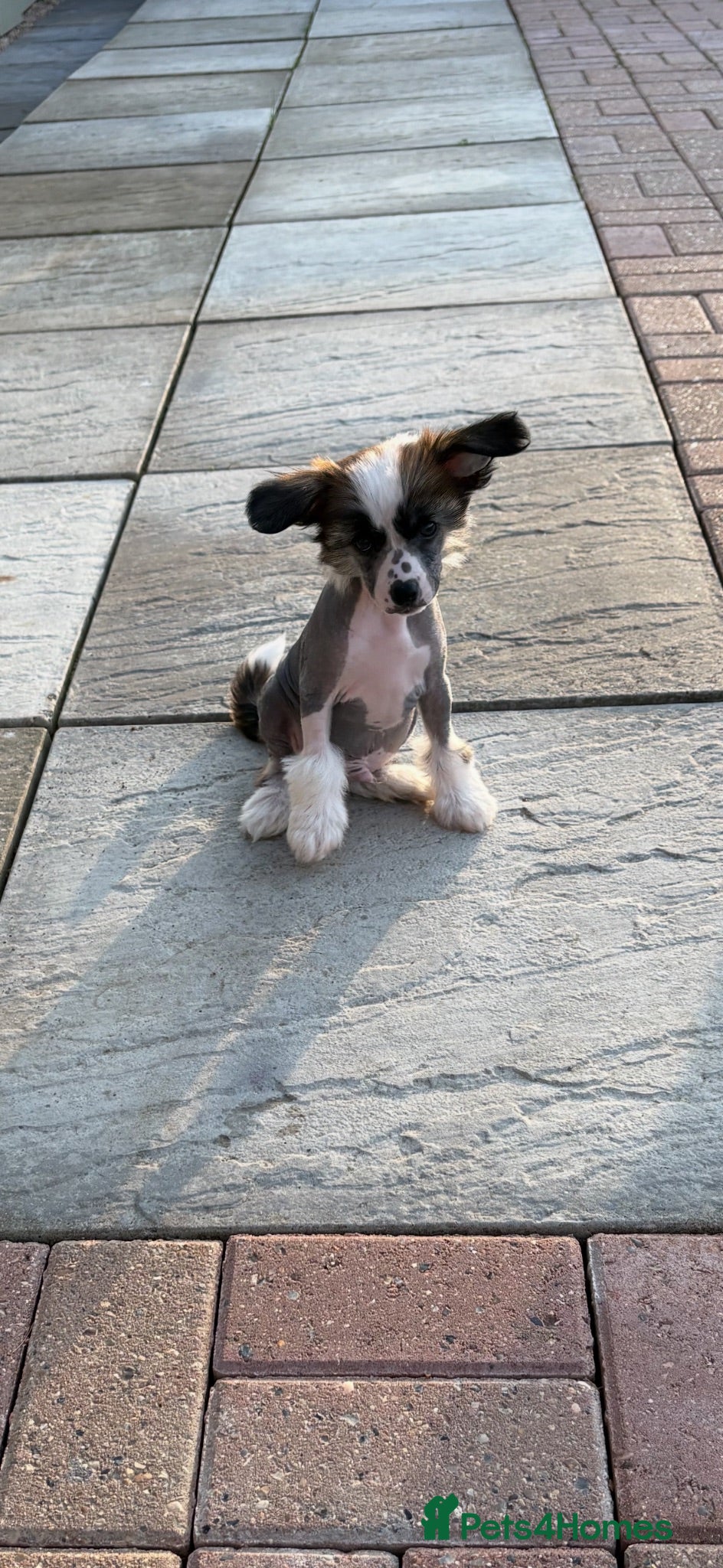 Chinese Crested dogs Kc reg Chinese crested - Advert 3