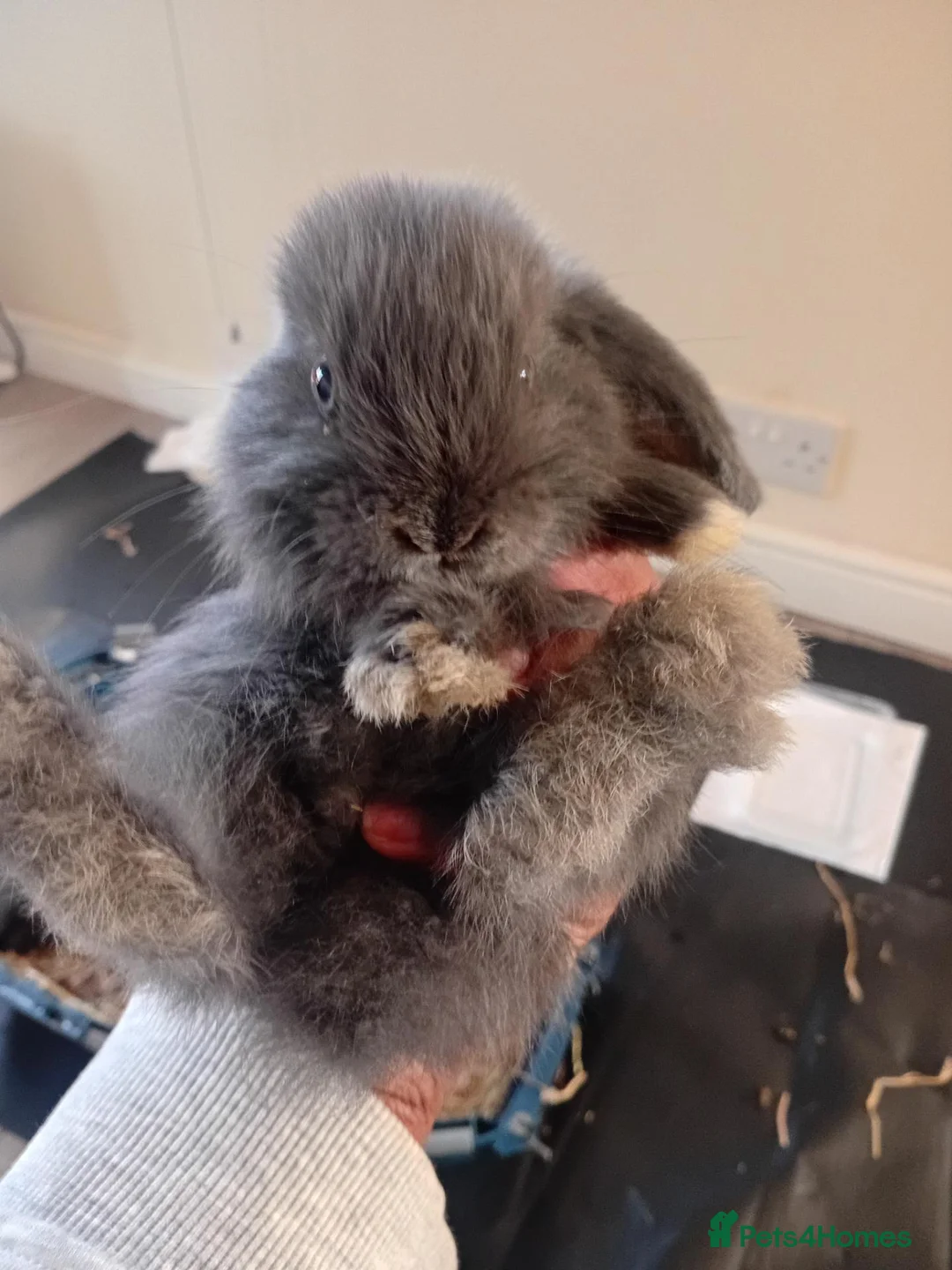 Mini Lop rabbits for sale: Adorable baby bunnies  - Advert 2