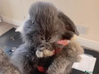 Mini Lop rabbits Adorable baby bunnies - Advert 1