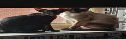 Siamese cats for sale: 4x male siamese/oriental kittens for sale - Advert 3