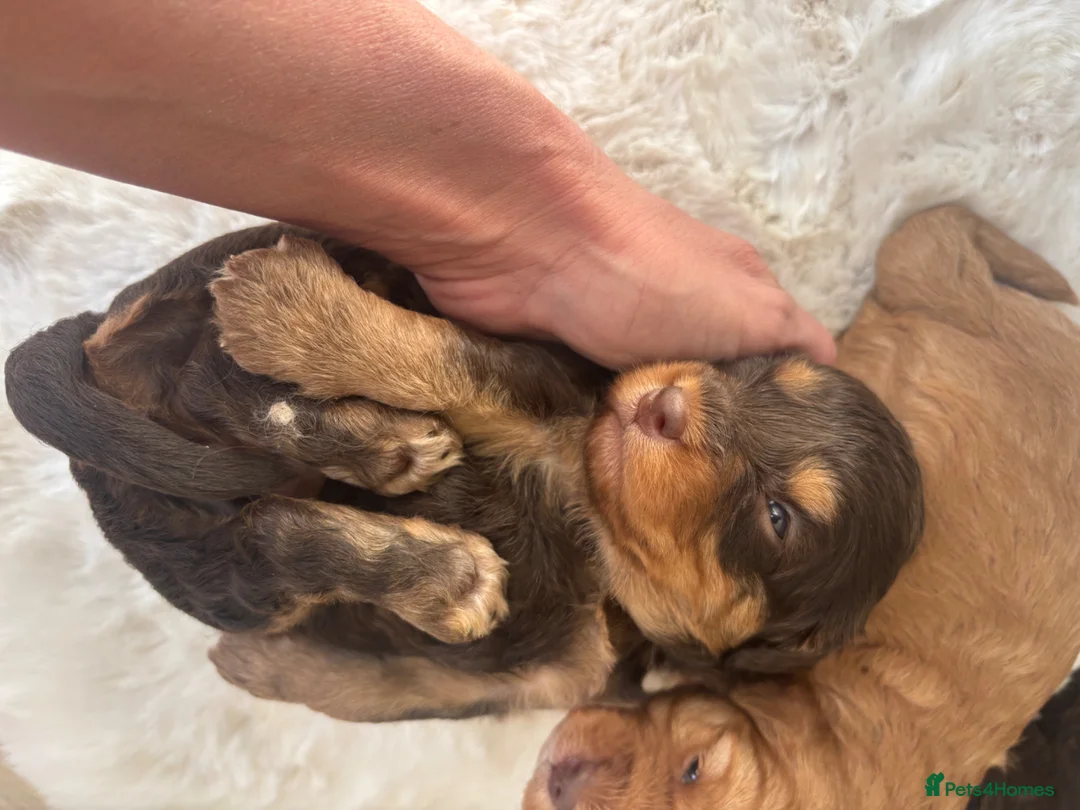 Cavapoo dogs for sale: Extremely health tested Cavapoo puppies  - Advert 17