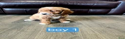 Cockapoo dogs for sale: Adorable F1 Cockapoo pups ♥️🐕🐾 in Bury Saint Edmunds - Advert 19
