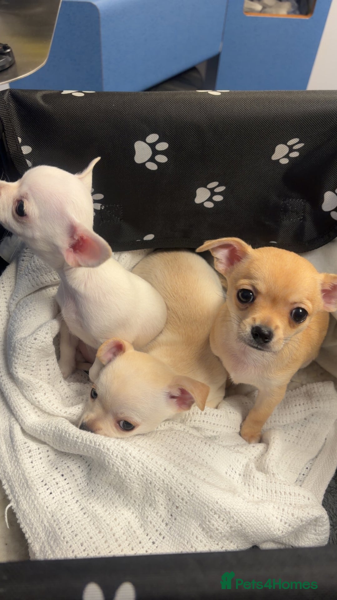 Mixed Breed dogs for sale: Beautiful chihuahua X puppies - Advert 2