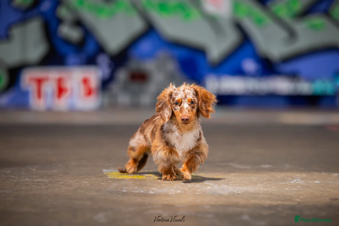 Dachshund dogs for stud: Dapple chocolate tan  in Bedford - Advert 8