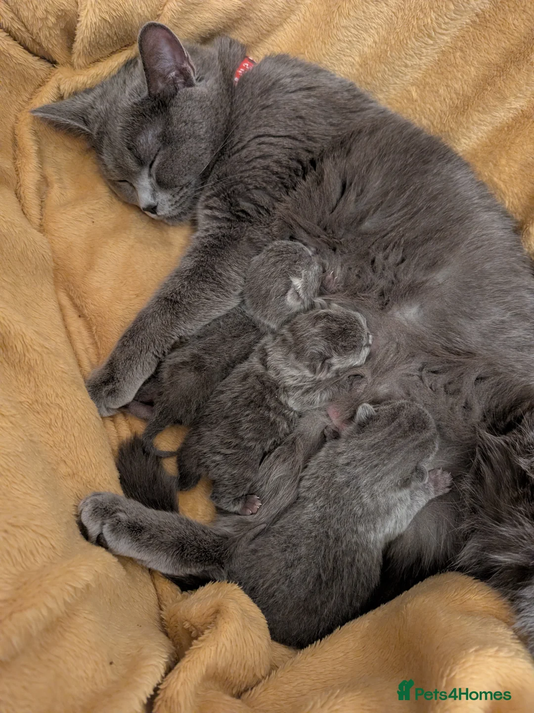 British Shorthair cats for sale: British Shorthair Kittens - Advert 1
