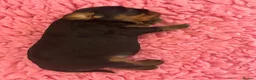 Cavalier King Charles Spaniel dogs for sale: Kc Reg’d, health tested female Cavalier pups - Advert 11