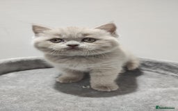 Scottish Fold cats for sale: Scottish fold / straight kittens for sale  - Image 2