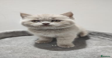 Scottish Fold cats - Advert 11