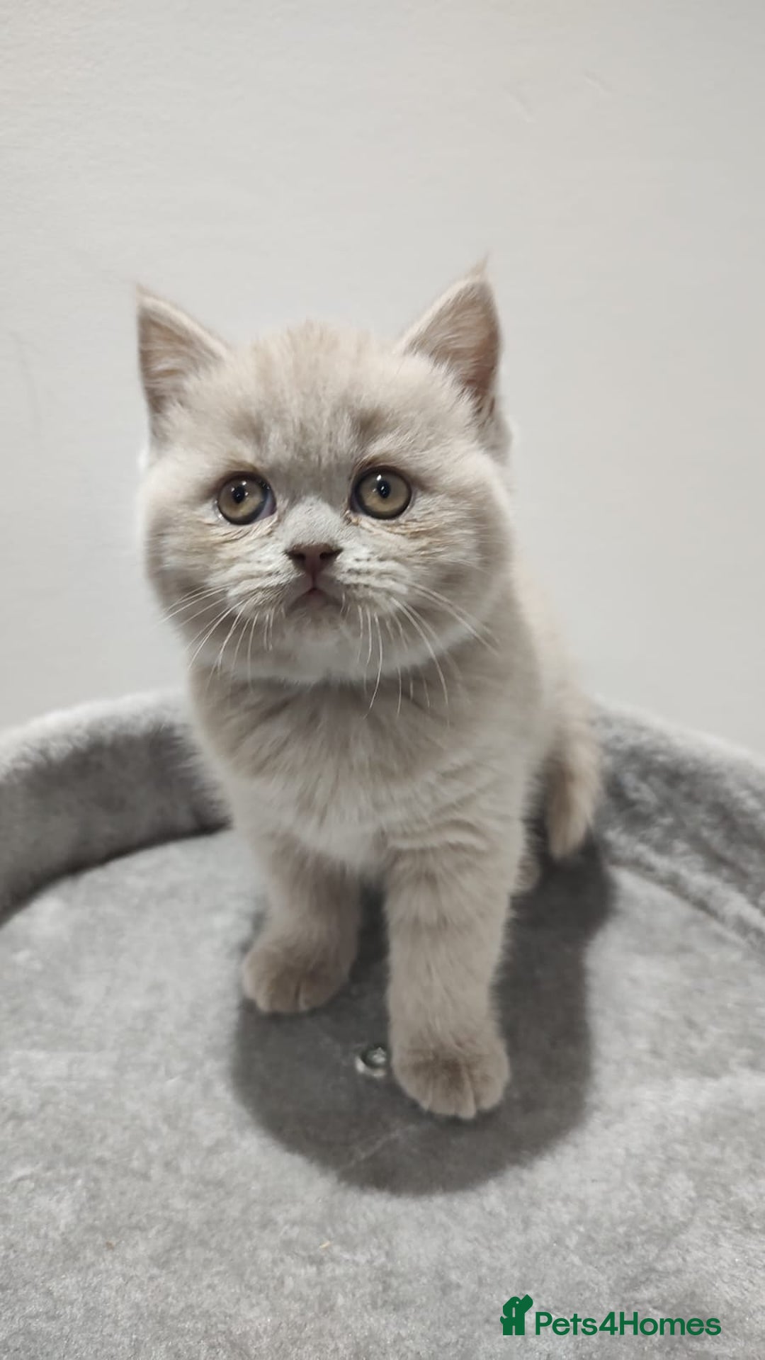 Scottish Fold cats for sale: Scottish fold / straight kittens for sale  - Image 2