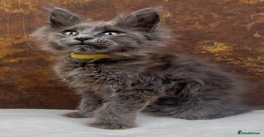 Maine Coon cats - Advert 2