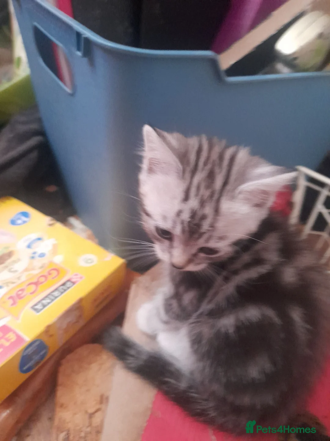 Mixed Breed cats for sale: Gorgeous kitten ready to find their forever home. in Brentwood - Advert 2