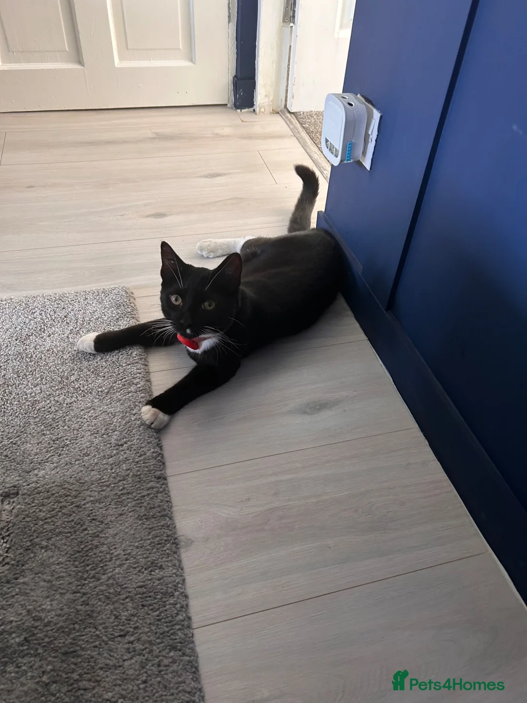 Mixed Breed cats for sale: Loveable brothers  - Advert 5