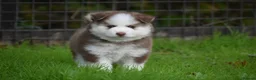 Pomsky dogs for sale: Genuine Celtic Star F3 Pomskies Available  - Advert 18