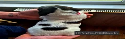 English Springer Spaniel dogs for sale: Working Springer Spaniel - Advert 5