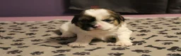 Shih Tzu dogs for sale: LOVELY SHIH TZU PUPPIES  - Advert 2