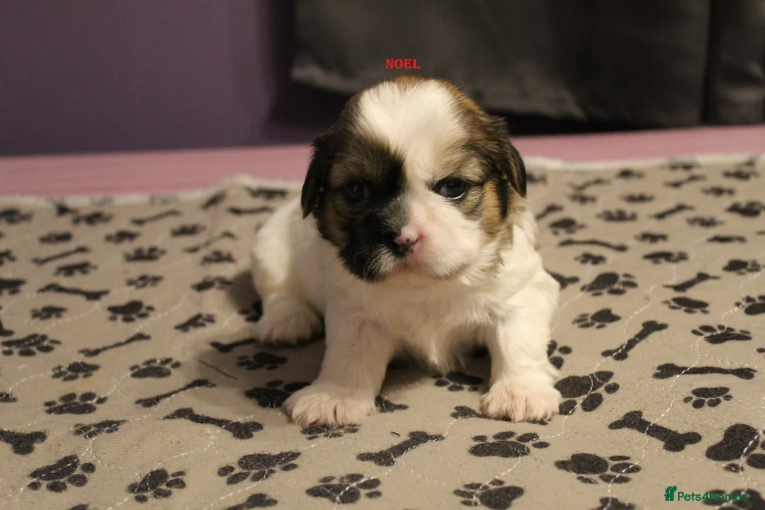 Shih Tzu dogs for sale: LOVELY SHIH TZU PUPPIES  - Advert 2