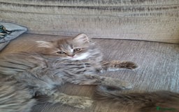British Longhair cats for sale: 5 x beautiful BLH kittens for sale - Advert 11