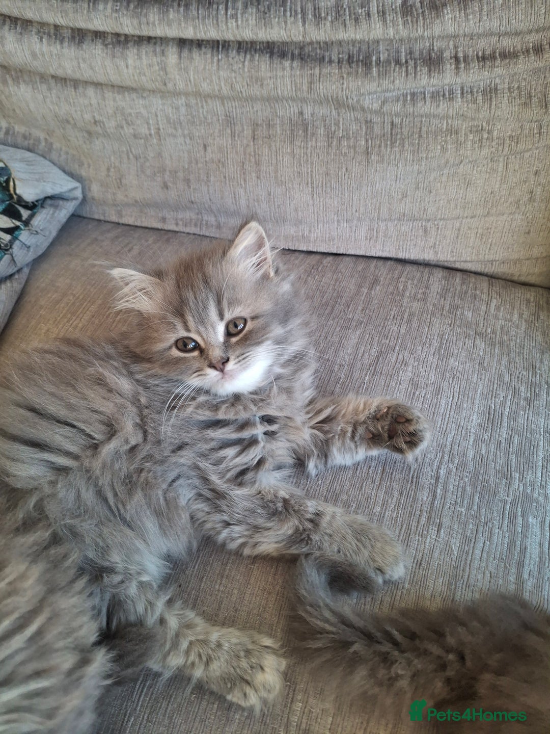 British Longhair cats for sale: 5 x beautiful BLH kittens for sale - Advert 11