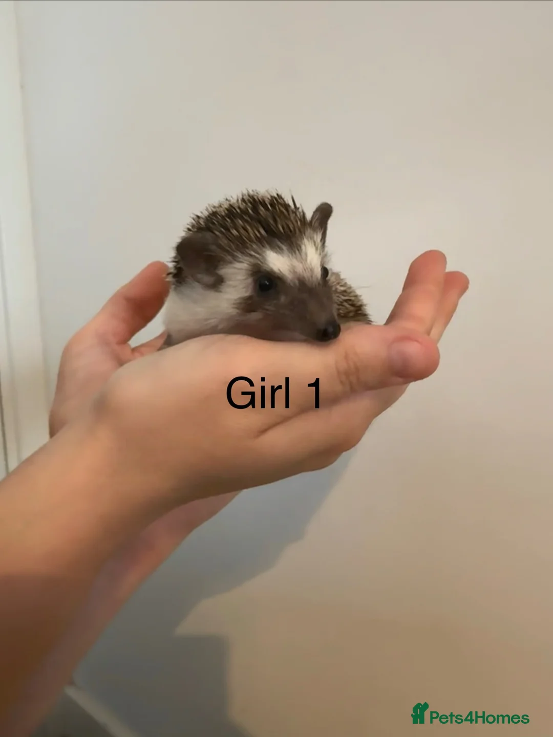 Pygmy Hedgehog rodents for sale: 2 x baby girl hedgehog - Advert 1