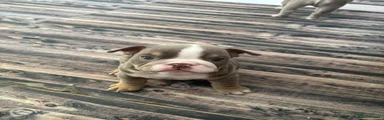 English Bulldog 2