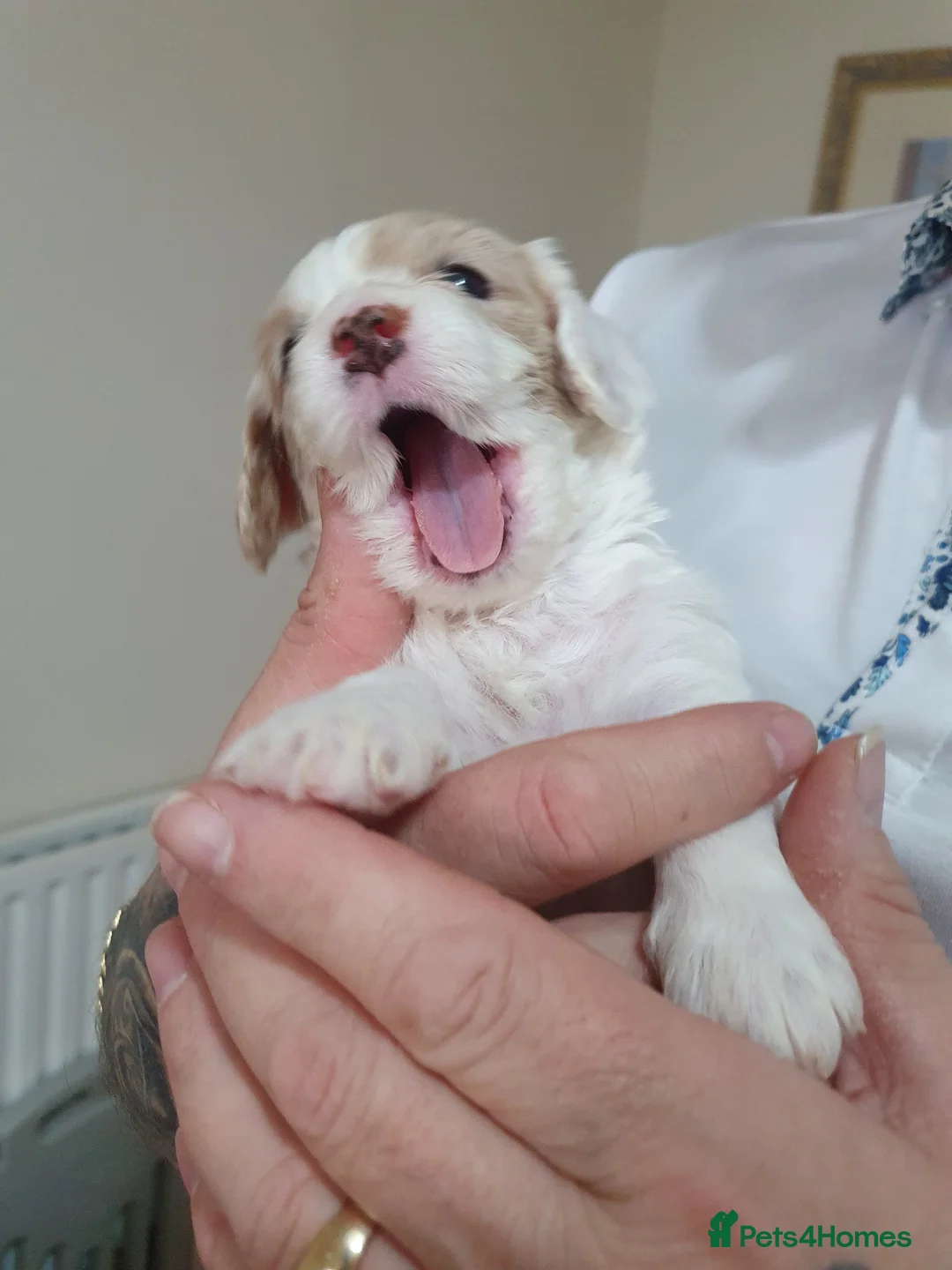 Mixed Breed dogs for sale: Beautiful little of cavapoochon puppies - Advert 4