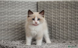 Ragdoll cats for sale: 🐈✨ Tica Registered Ragdoll Kittens in Tamworth - Image 5