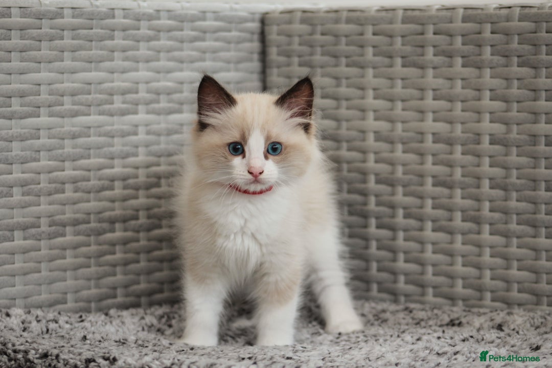 Ragdoll cats for sale: 🐈✨ Tica Registered Ragdoll Kittens in Tamworth - Image 5
