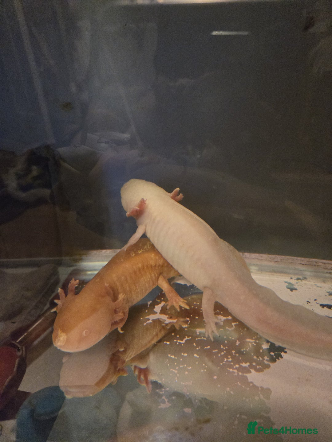 Axolotl reptiles for sale: 2 Albino axolotls with full set up! - Image 2