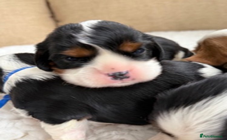 Cavalier King Charles Spaniel dogs Health tested Cavalier king charles - Advert 8